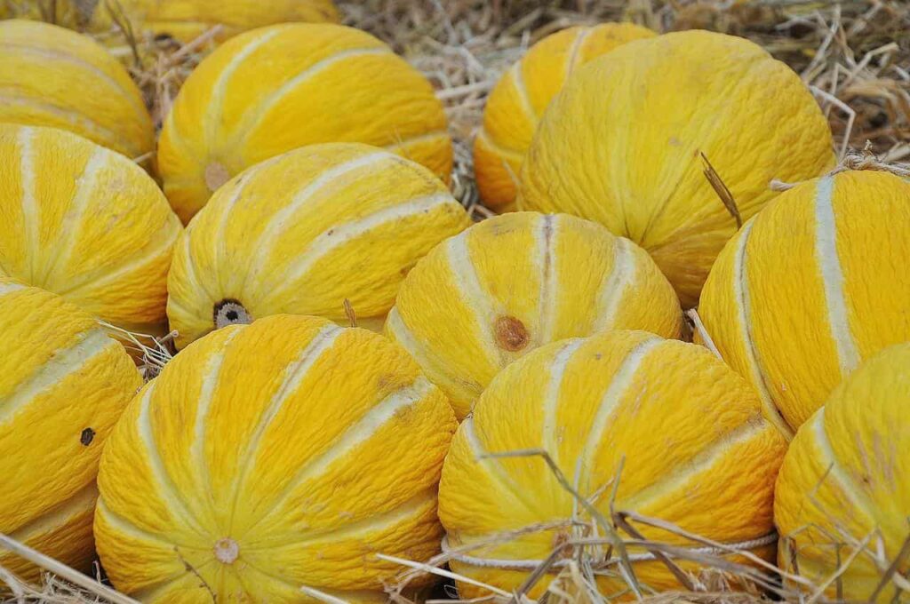 Scopri l'arte di gustare melone giallo minimizzando l'impatto sulla glicemia: un metodo sorprendente.