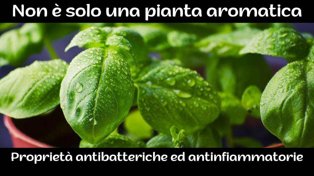 Scopri il segreto per coltivare basilico fresco continuamente.