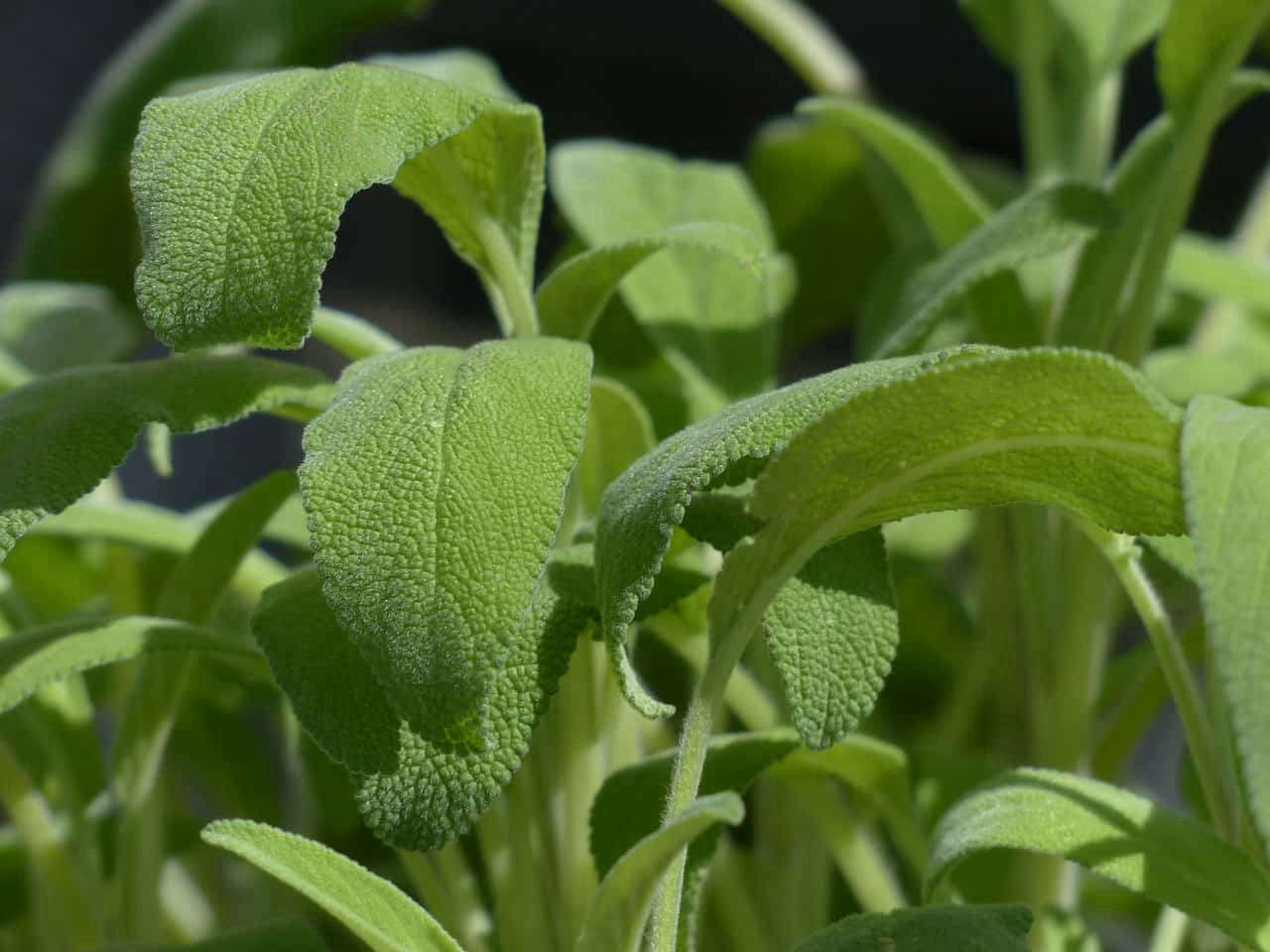 Scopri il Segreto per Coltivare Salvia Ovunque: Giardino, Vaso e Anche in Casa! Non Crederai ai Risultati!