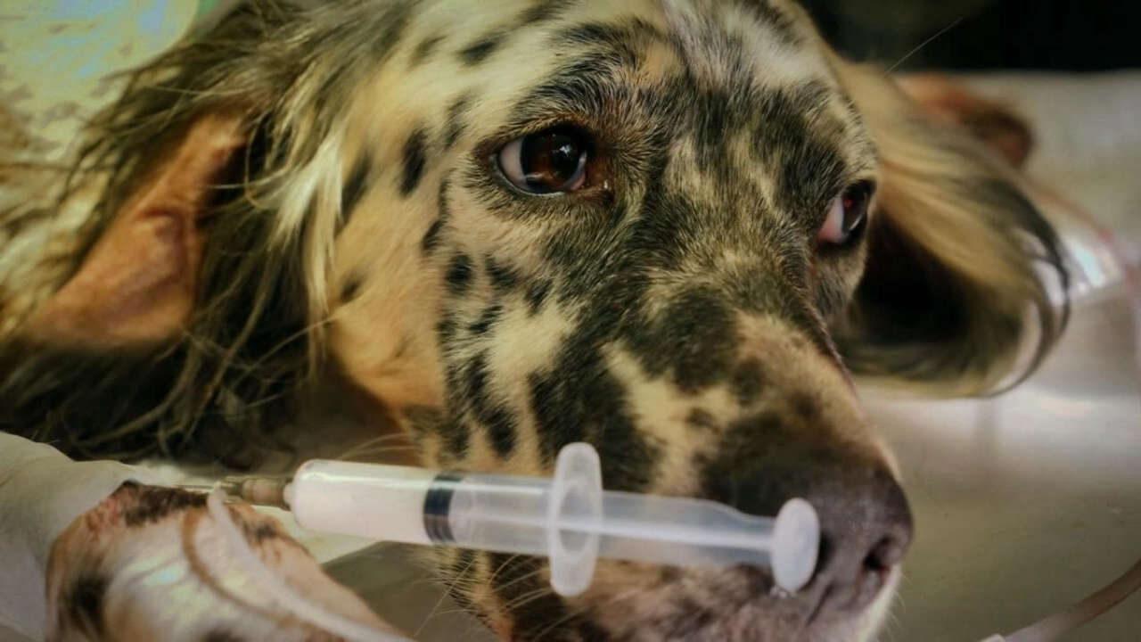 Altri animali racconta la vita dei veterinari e l’importanza della cura degli animali domestici e selvatici