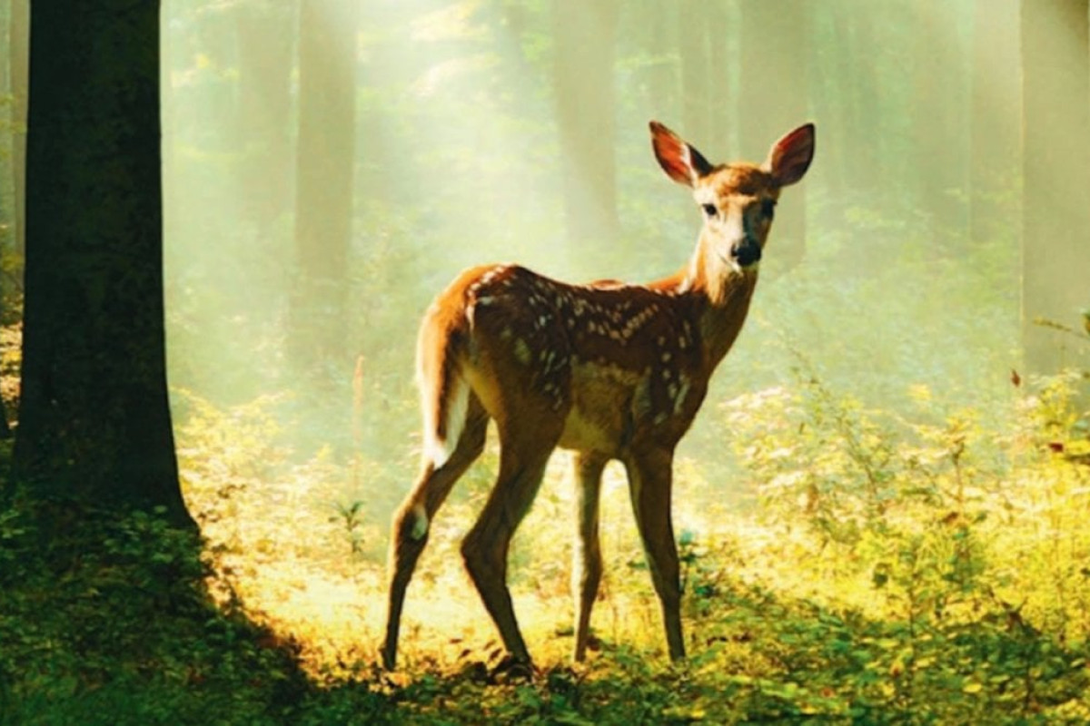 Bambi Rivive: La Versione Realistica Senza Animazioni Arriva nei Cinema Francesi