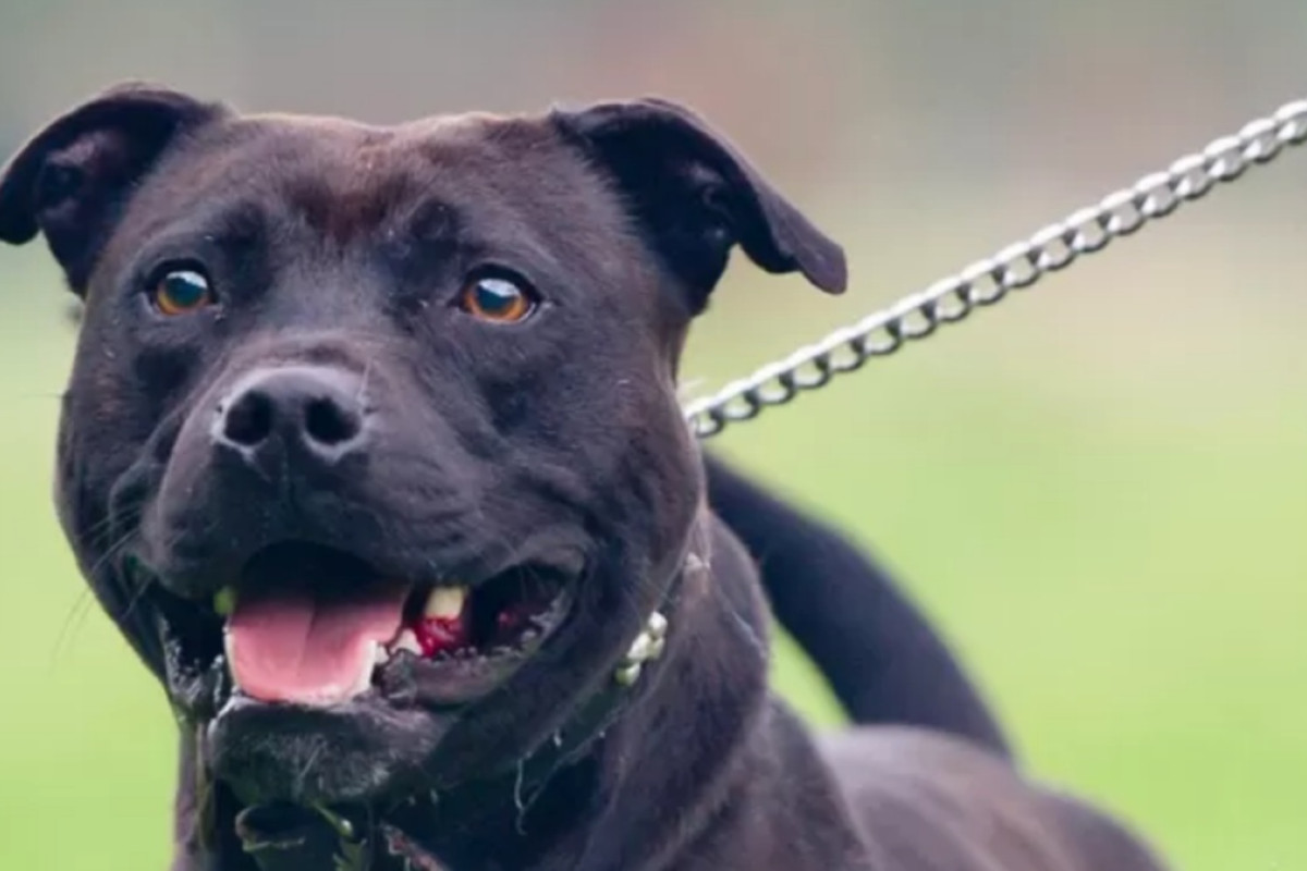 Bimba di 2 anni gravemente ferita dall’amico pitbull di famiglia: condizioni critiche a Selva di Fasano