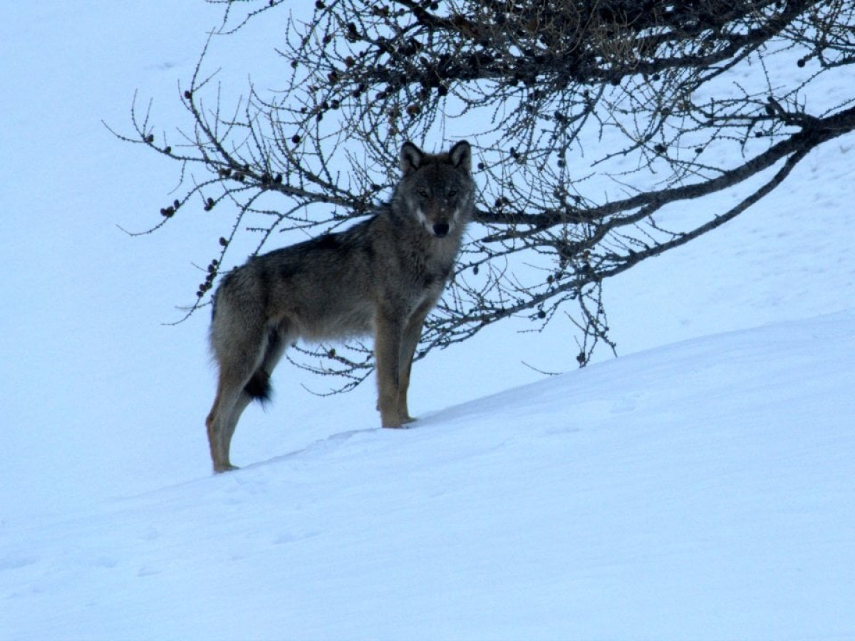 In marcia coi lupi: l’Europa riduce la protezione per i predatori, il documentario che svela la loro lotta per la sopravvivenza