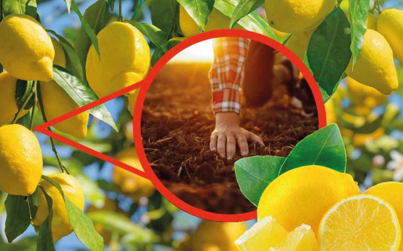 Scopri il segreto per far prosperare il tuo albero di limoni: il metodo infallibile che porterà abbondanza e salute!