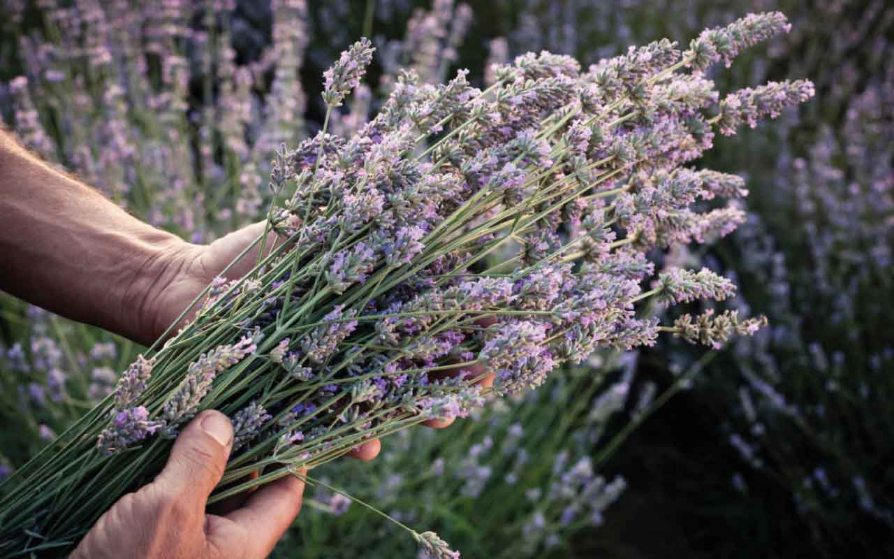 Scopri le tre piante aromatiche indispensabili da coltivare nel tuo giardino: rimarrai sorpreso!