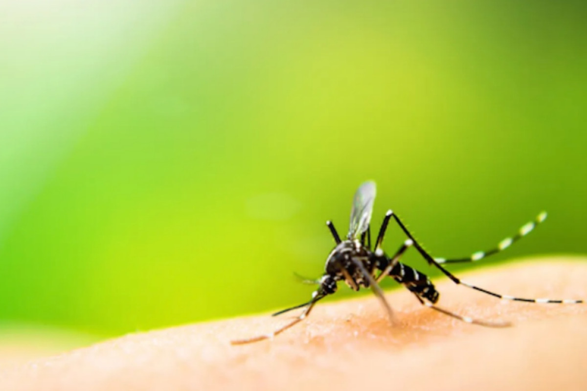 Come tenere lontane le zanzare in estate con metodi naturali e semplici da applicare subito