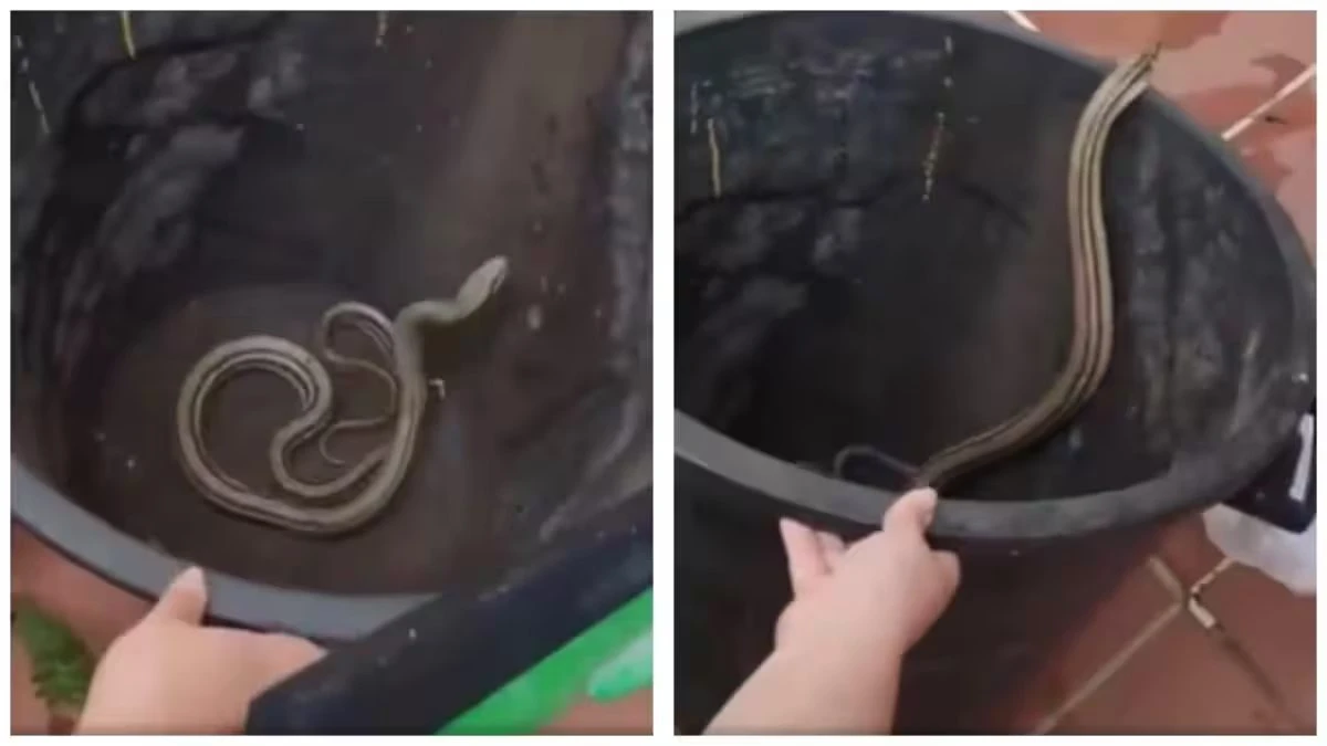 Serpente di due metri in casa: la scoperta shock di una donna in una città italiana lascia tutti senza parole