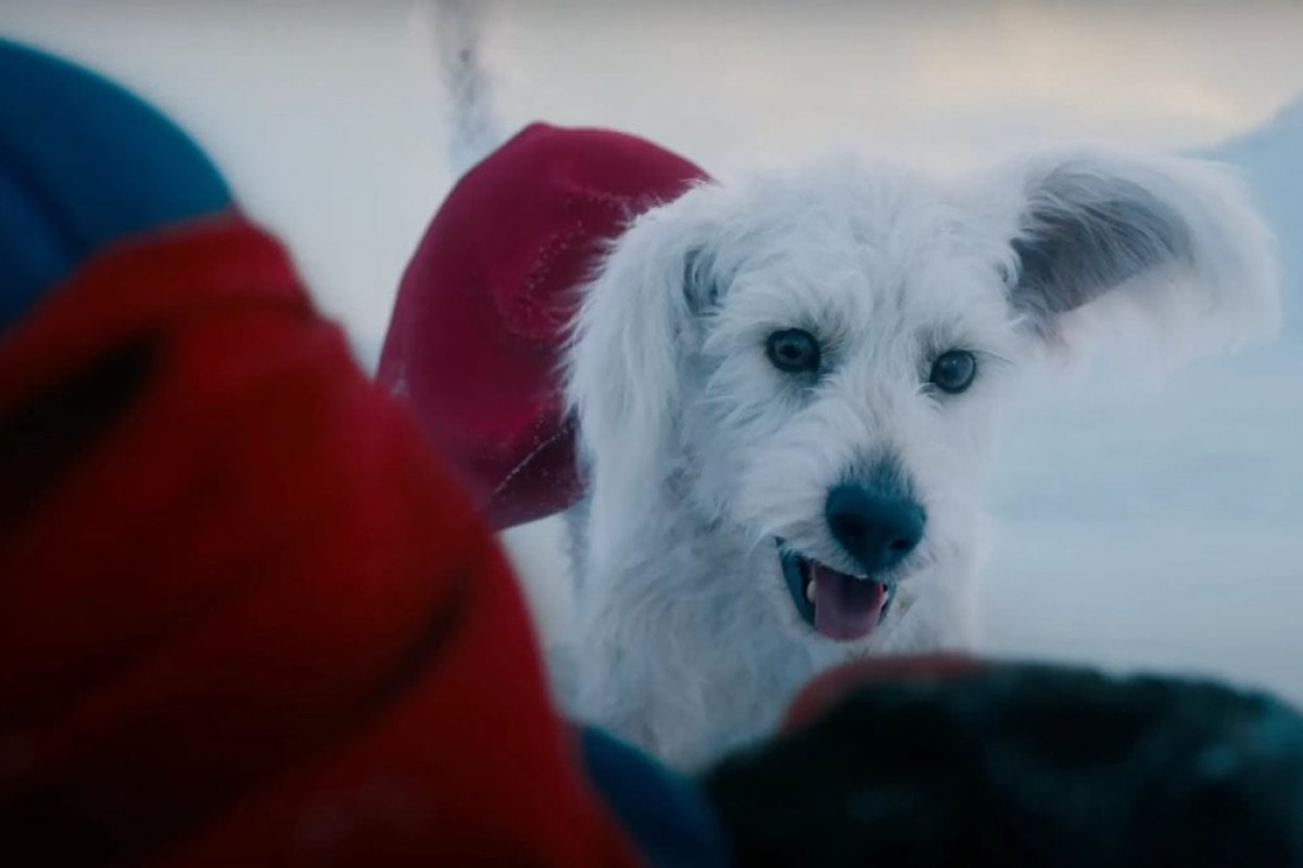 L’effetto Krypto: il film di Superman fa esplodere le adozioni di cani, ecco perché tutti vogliono un amico a quattro zampe!
