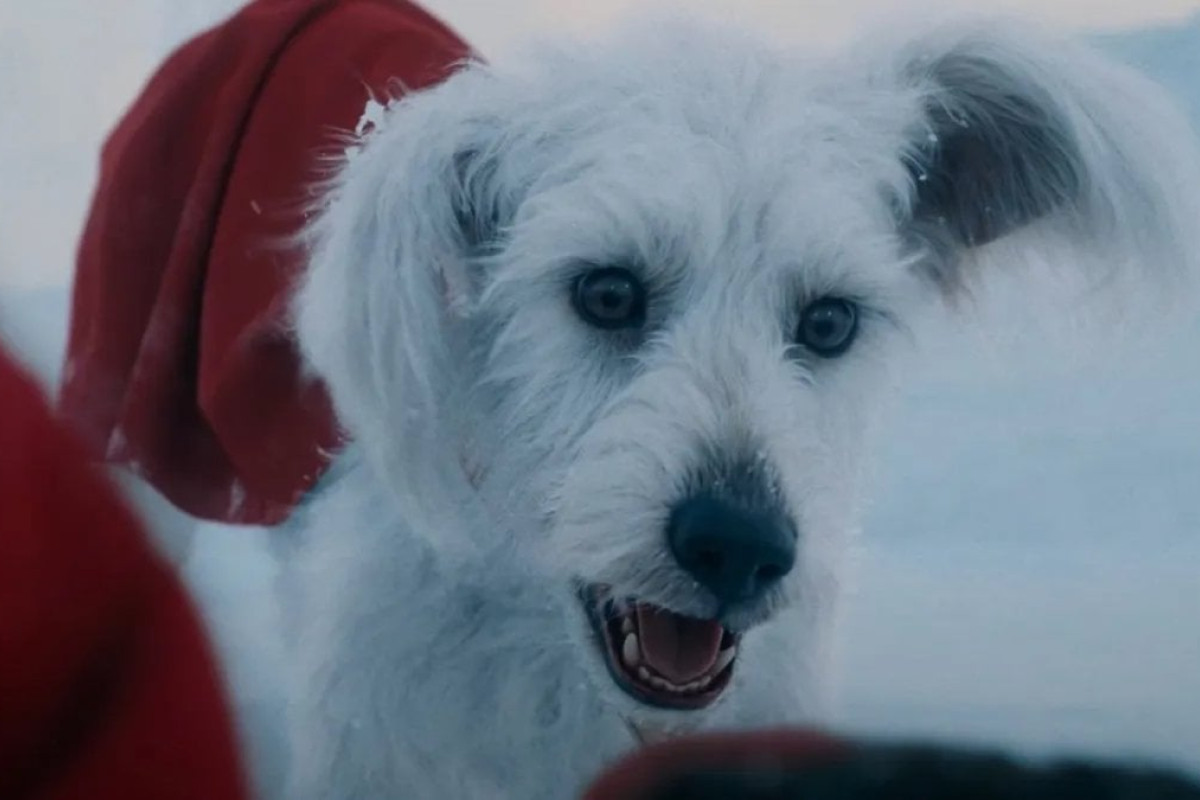 Superman e Krypto sotto accusa: Matthew Lawrence lancia polemiche sul film di James Gunn