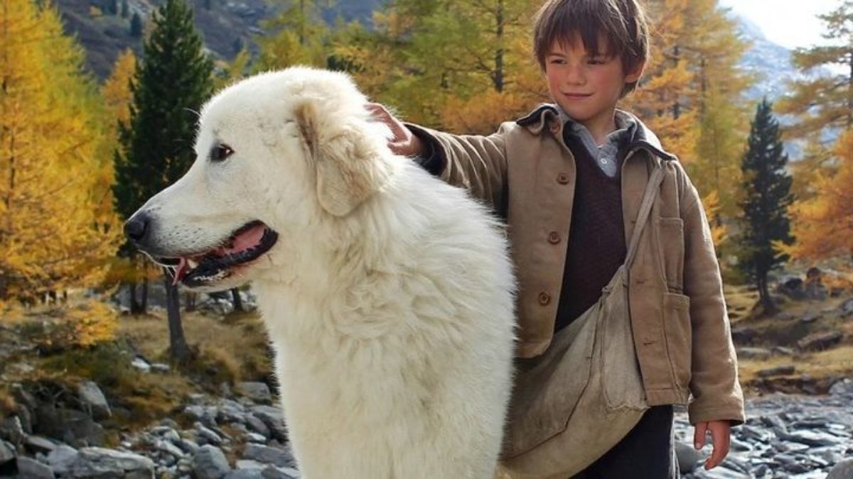 La Magia di Belle e Sébastien: stasera su Canale 5 il film che racconta un’amicizia indimenticabile tra un bambino e un cane selvatico nel contesto della Seconda Guerra Mondiale