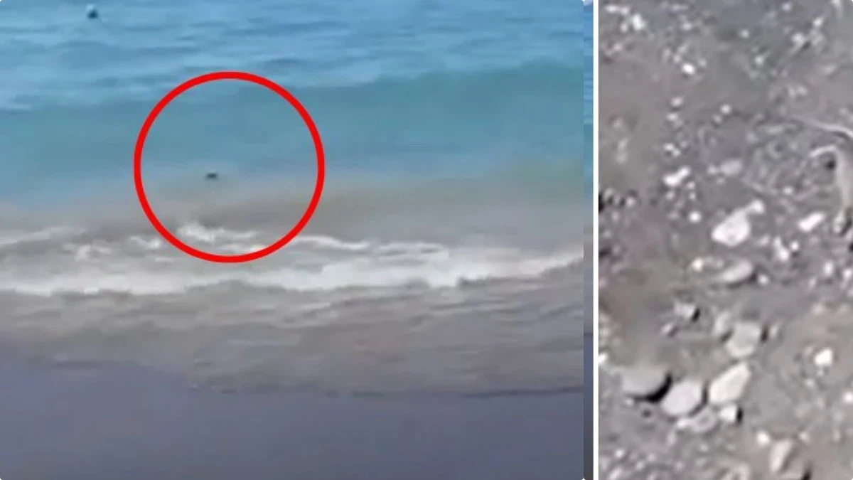 Invasione Di Topi a Lacco Ameno: Turisti In Fuga Tra Hotel e Spiagge Di Ischia, Cosa Sta Succedendo?