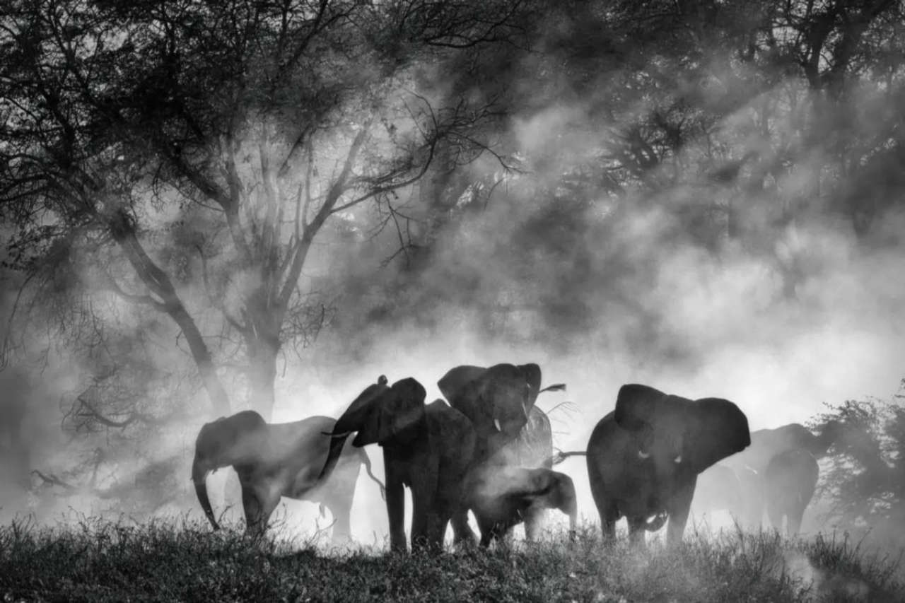 Ghost Elephants, il documentario di Werner Herzog esplora la vita degli elefanti in Africa