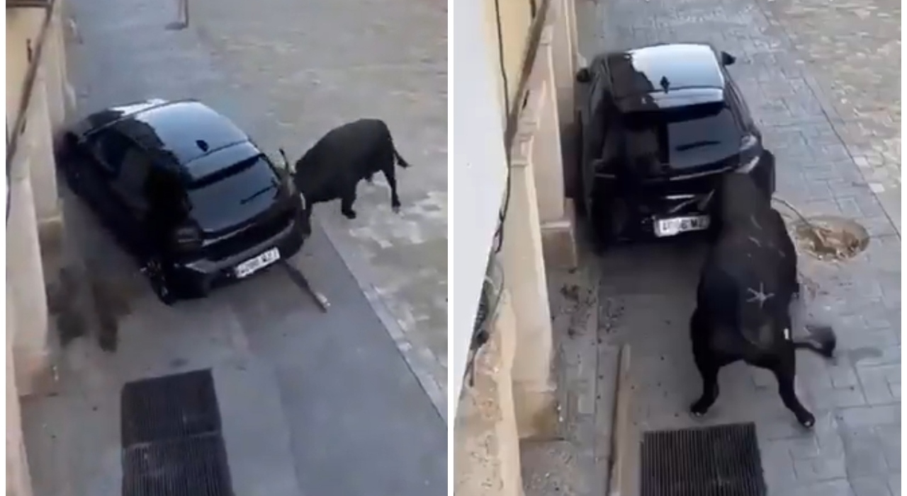Toro in fuga a Tendilla durante la corsa dei tori provoca panico e accende il dibattito sul benessere animale