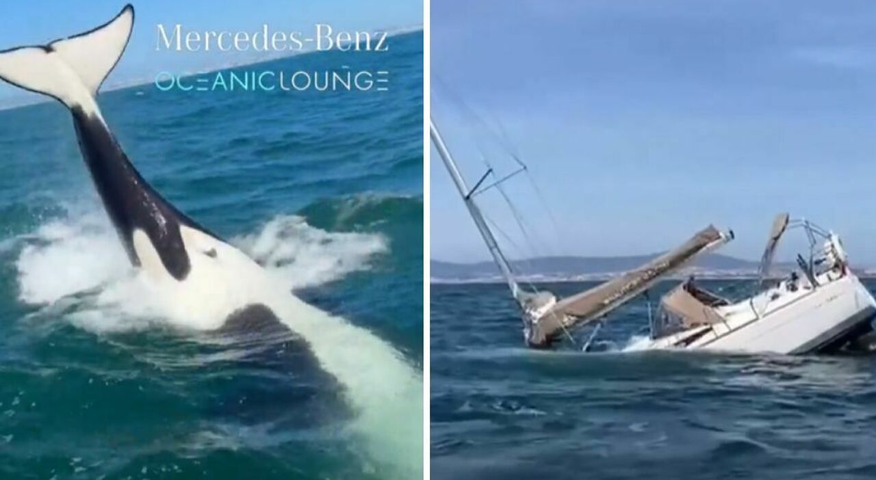 Orche Attaccano Barche a Costa da Caparica: Cinque Persone Salvate in un Incidente Preoccupante