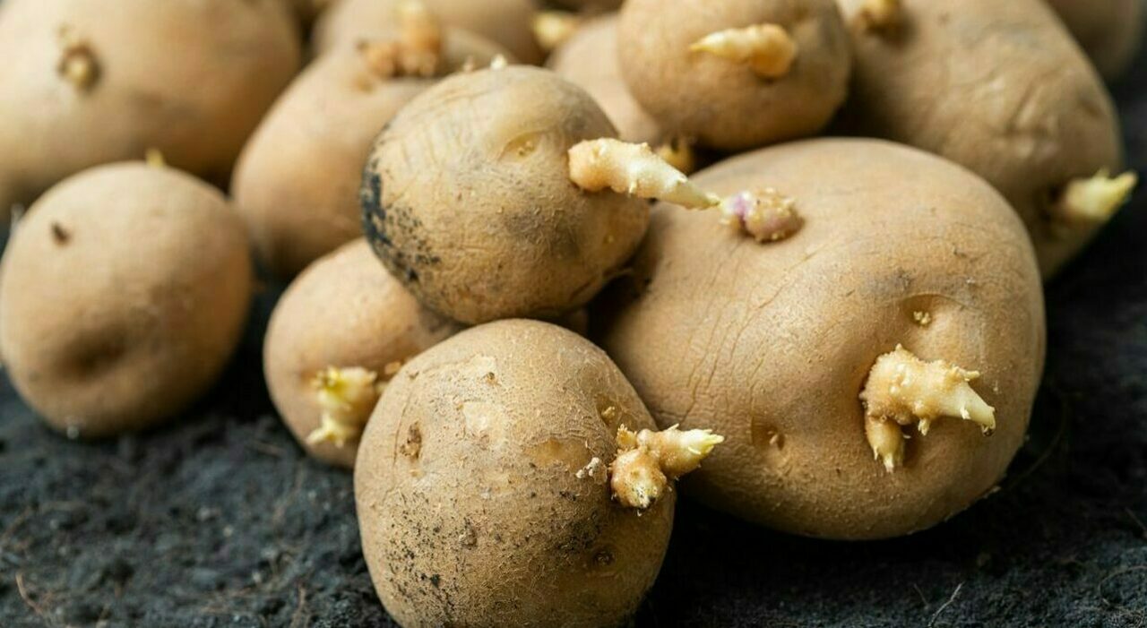 Patate Germogliate: Quando Sono Comestibili e Come Riconoscerle Sicure