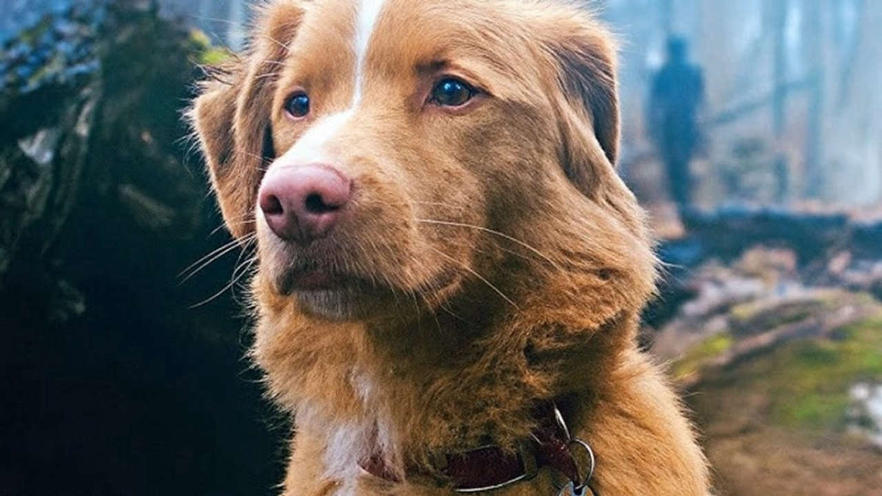 Alice nella città apre con Good Boy, un horror raccontato dal punto di vista di un cane