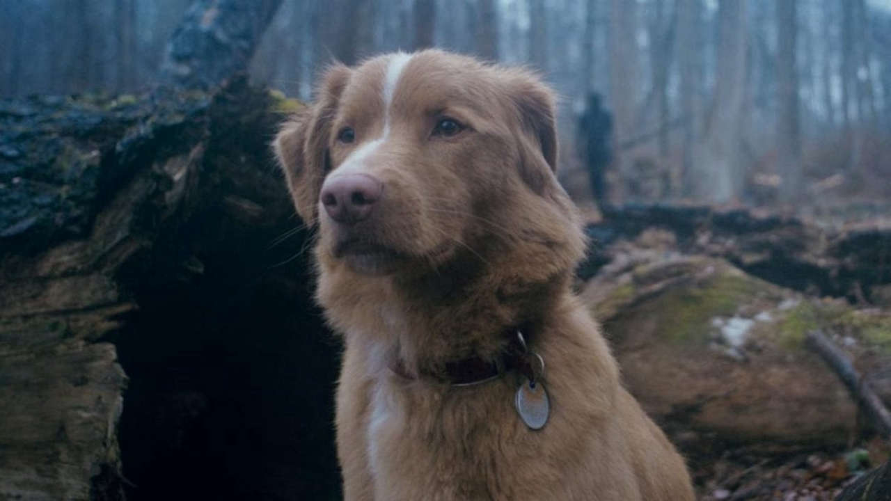 Alice nella Città 2025 dedica l’edizione a Daniel Day-Lewis e al film Good Boy