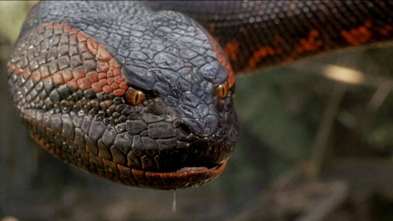 Anaconda: Paul Rudd e Jack Black protagonisti nel reboot meta-horror da non perdere