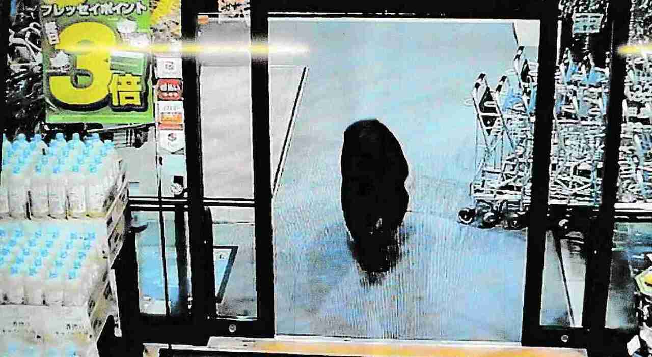 Orsi invasivi nelle città giapponesi: incidenti e allerta crescente tra Numata e Iwate Orsi invasivi nelle città giapponesi: incidenti e allerta crescente tra Numata e Iwate