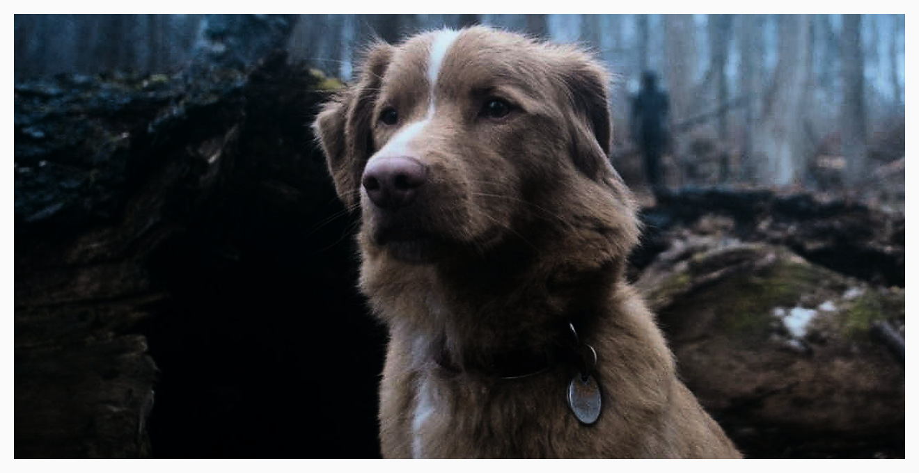 Oscar 2026, Indy il cane protagonista di Good Boy chiede il premio per miglior animale