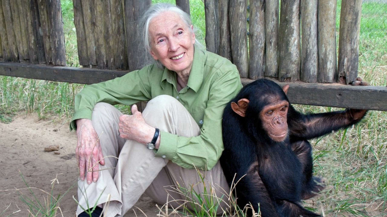 Jane Goodall è morta all’età di 91 anni, simbolo della ricerca etologica nel mondo.