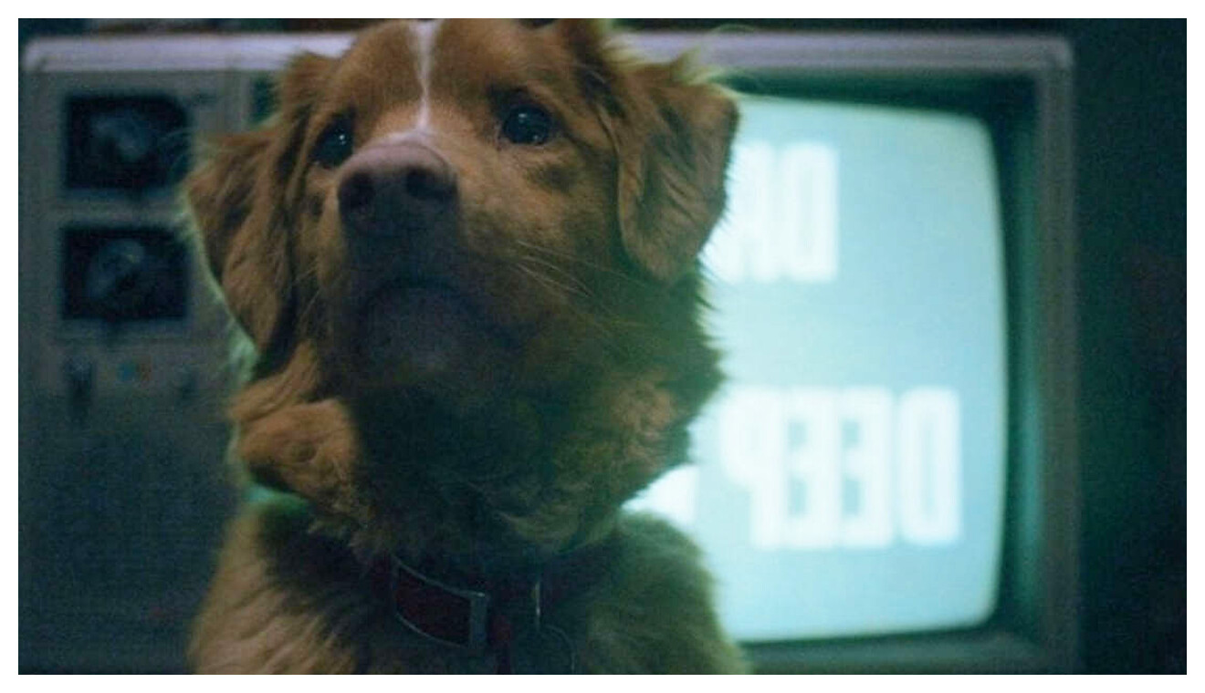 Good Boy, l’horror con il cane Indy, arriverà presto in streaming anche in Italia