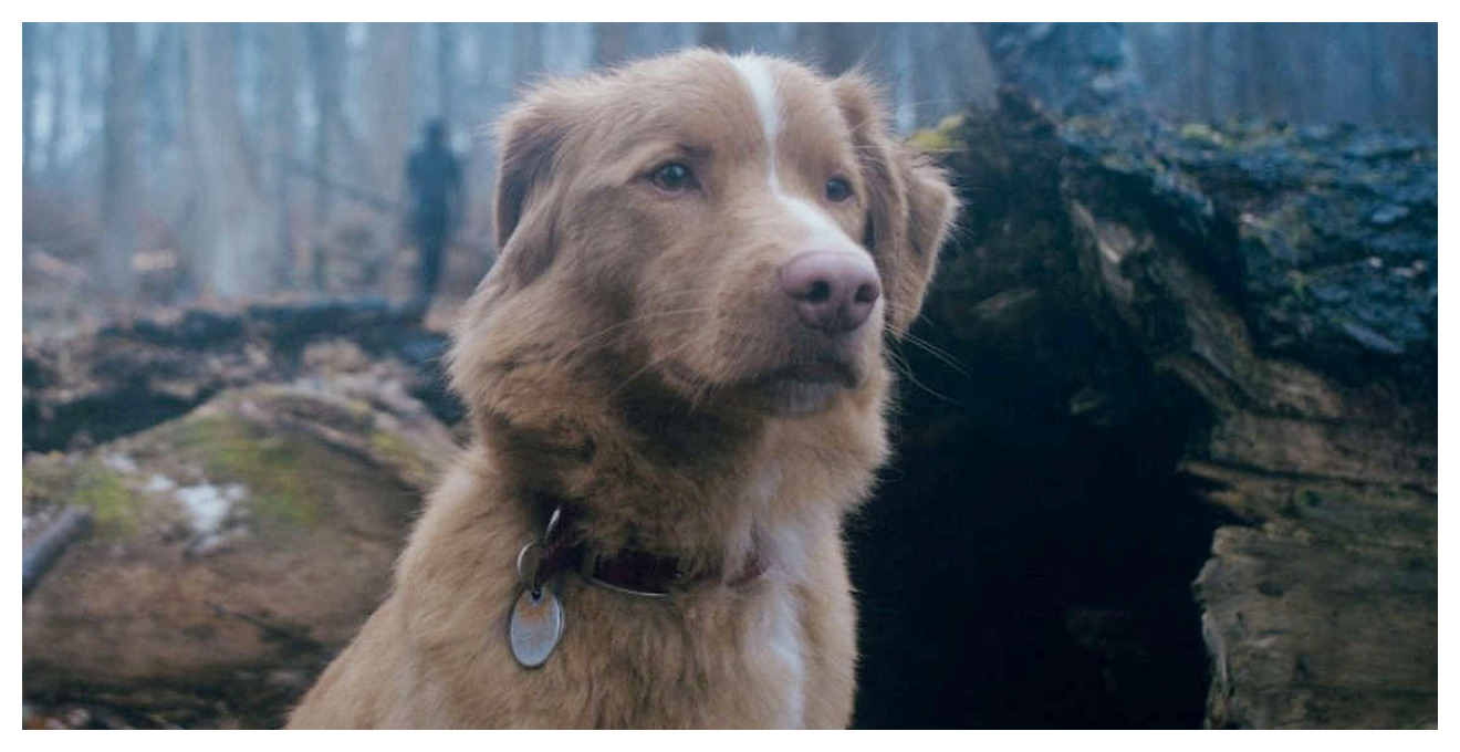 Good Boy, recensione del film horror che presenta il cane Indy come protagonista.