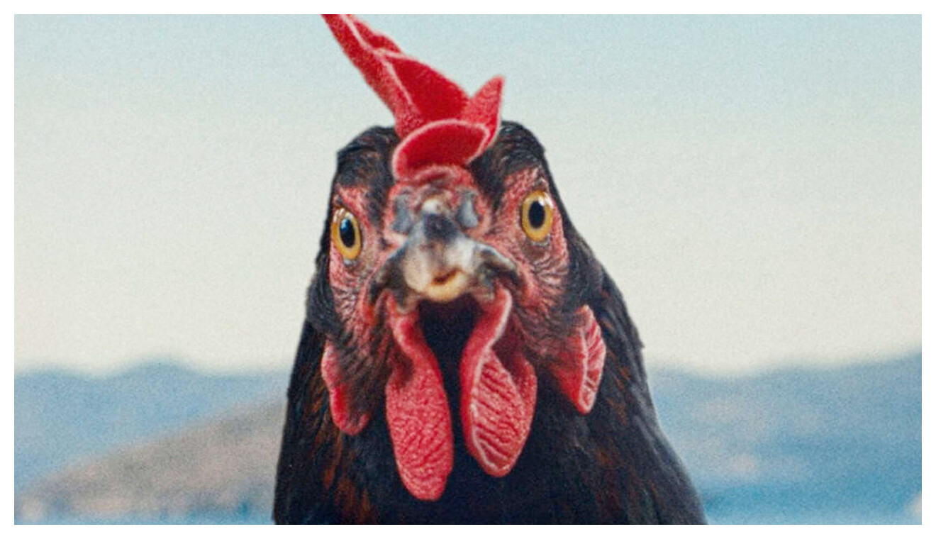 Hen, il film di György Pálfi esplora la vita di una gallina con uno sguardo originale e profondo