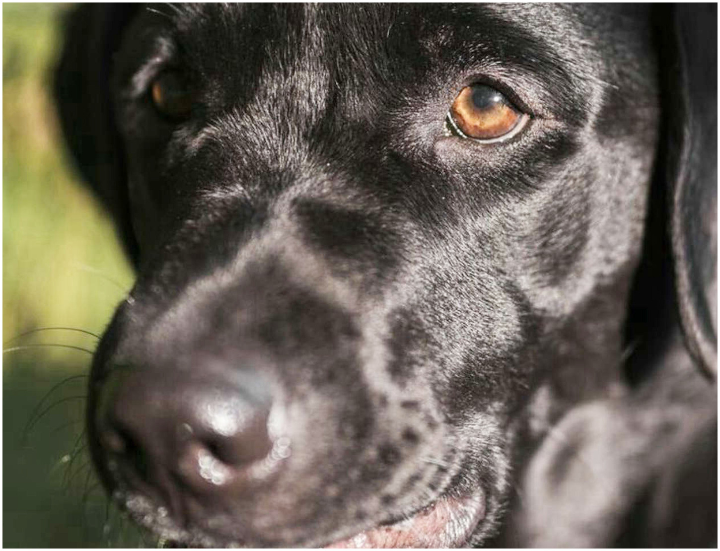 Un labrador abbandonato al canile picchiato a morte da un dipendente, la famiglia si dispera per la perdita Un labrador abbandonato al canile picchiato a morte da un dipendente, la famiglia si dispera per la perdita