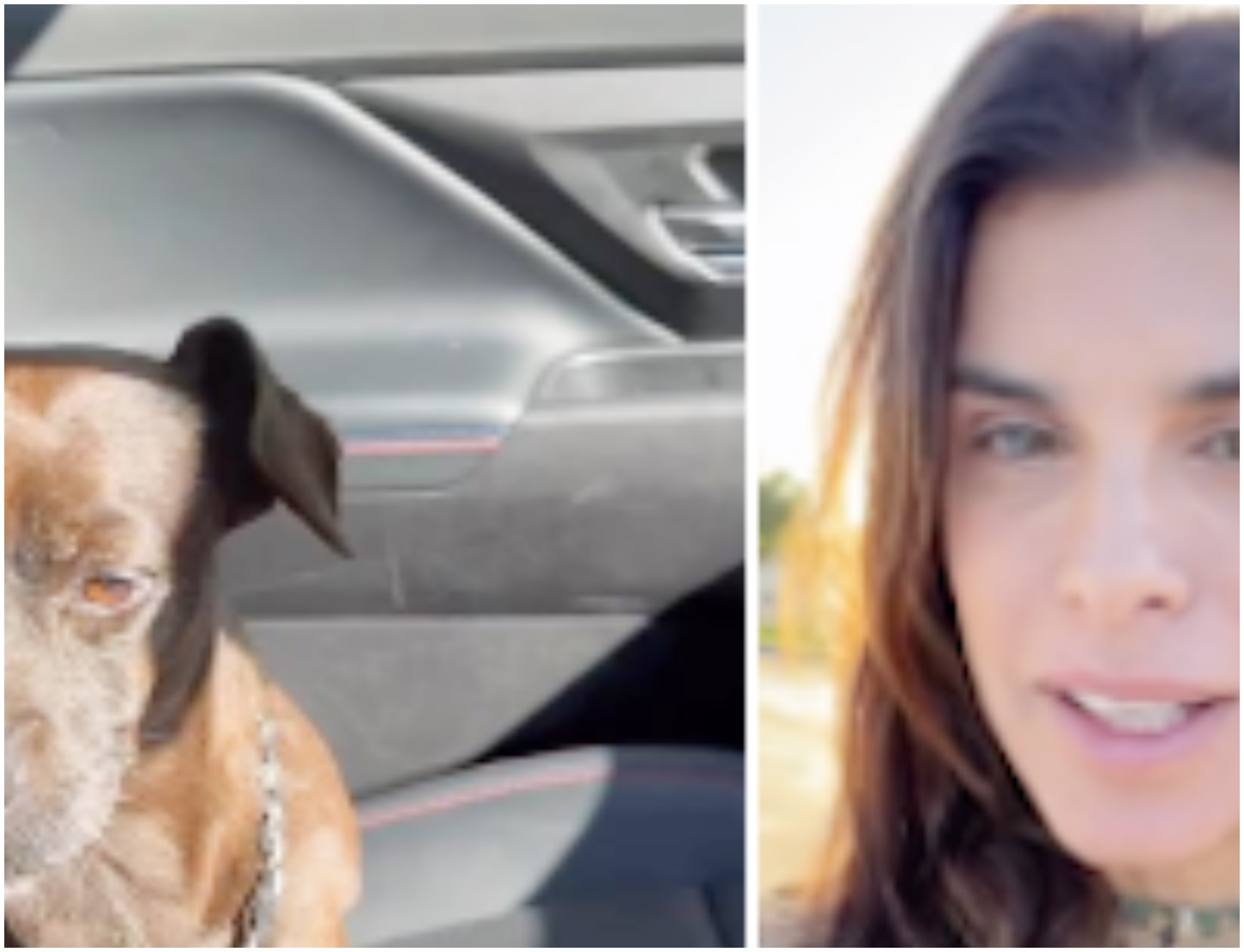 Elisabetta Canalis soccorre un cane randagio in gravi condizioni di salute e lo fa curare