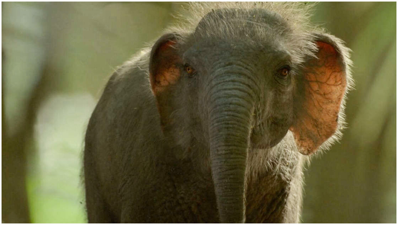 Il pianeta preistorico e il ritorno all’Era Glaciale raccontato dai produttori della serie