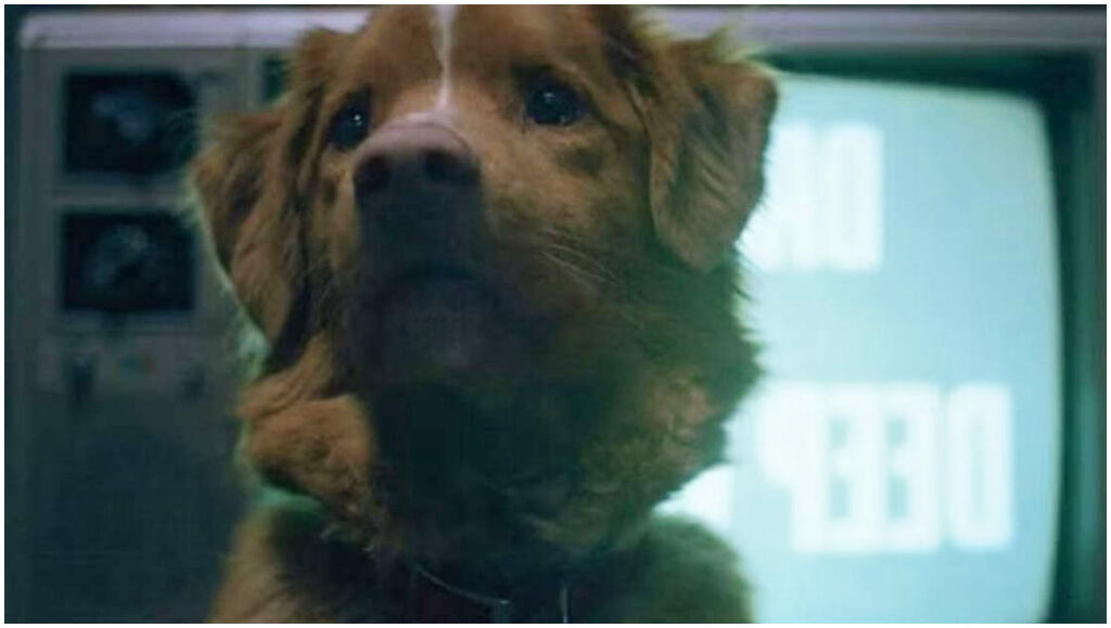 Good Boy, il cane Indy premiato come Miglior Attore agli Astra Awards