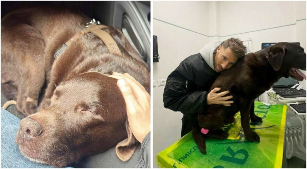 Nicolò De Deviitis, la Iena lancia un appello disperato per ritrovare il suo cane Dotto